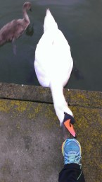 UCD swan